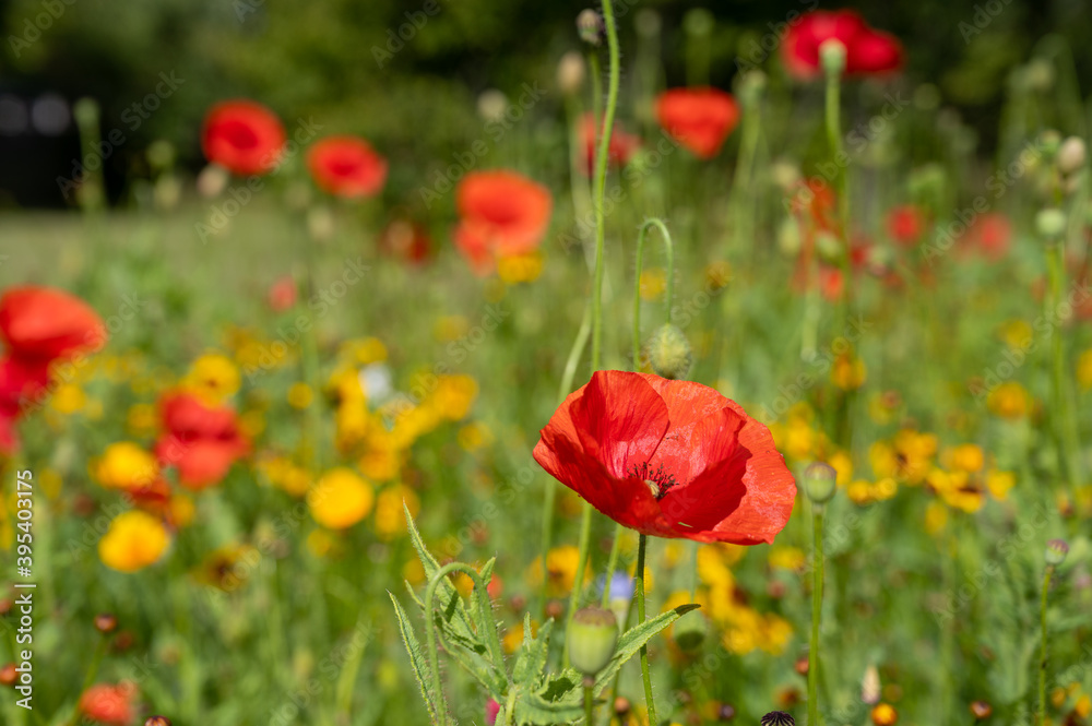 Obraz premium Field of wildflowers in Sweden