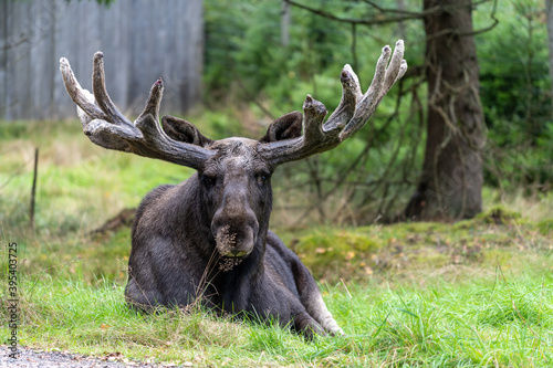 Bull elk in the woods © Leon