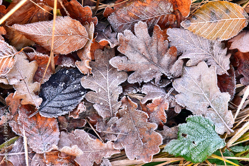 Fall season nature leaves in autumn