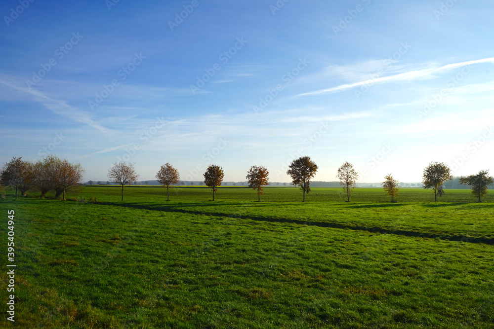 Weite, offene Landschaft mit einer Reihe junger Bäume im Vordergrund an einem sonnigen Tag  im Herbst, Winter 