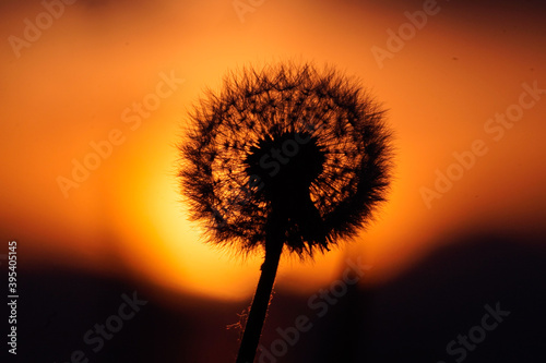 dandelion in front of the sun