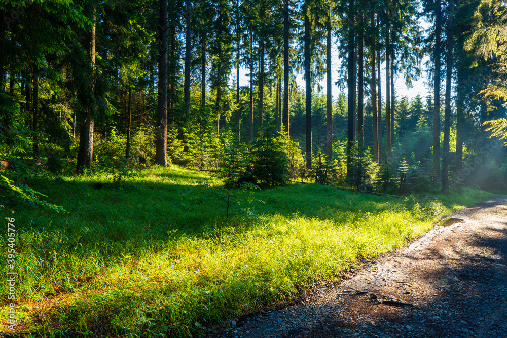 Fototapeta premium Sun beams through thick trees branches in dense green forest