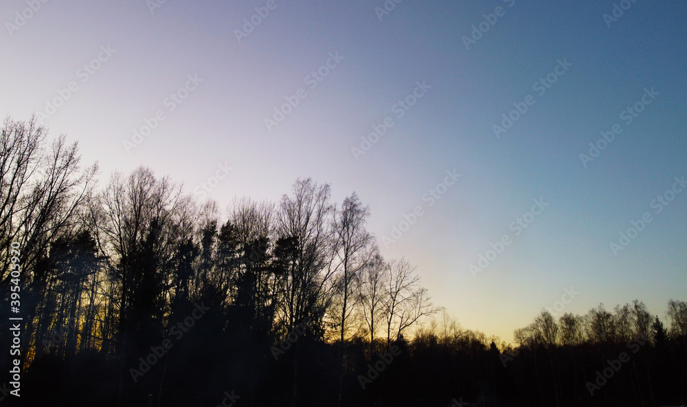 Sunset sky over dark forest and black trees Sunset sky over dark forest and black trees