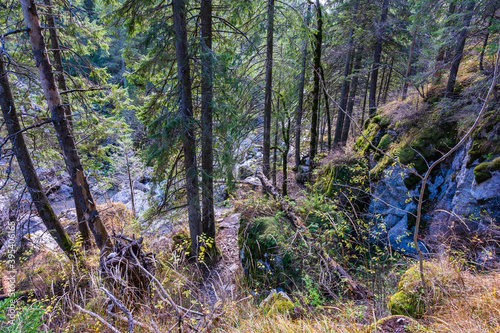 Obraz na płótnie trail in the forest w salonie