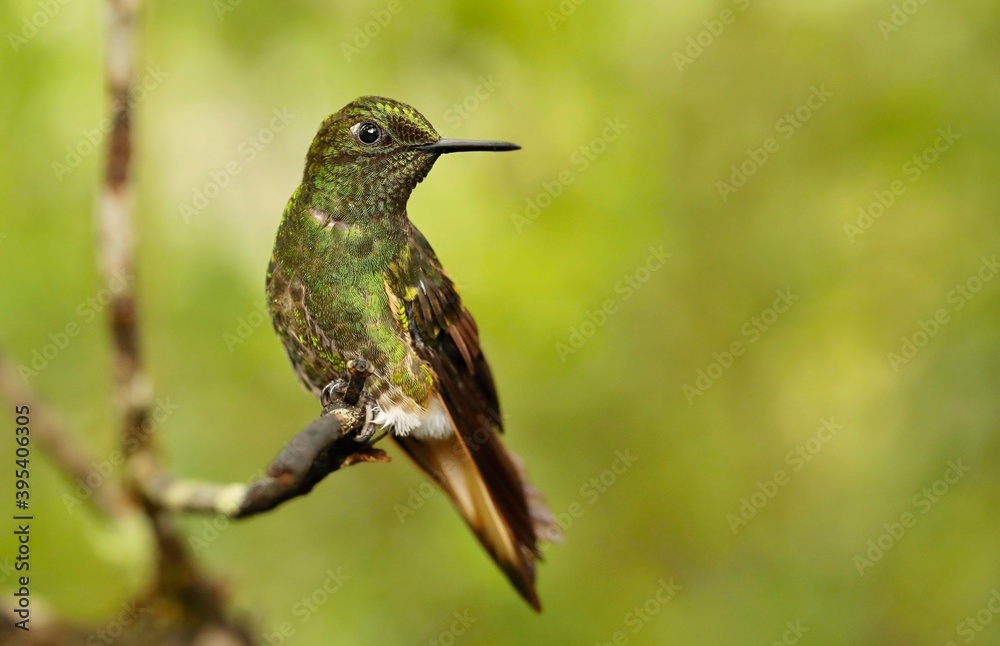 Fototapeta premium Buff-tailed coronet (Boissonneaua flavescens) Ecuador