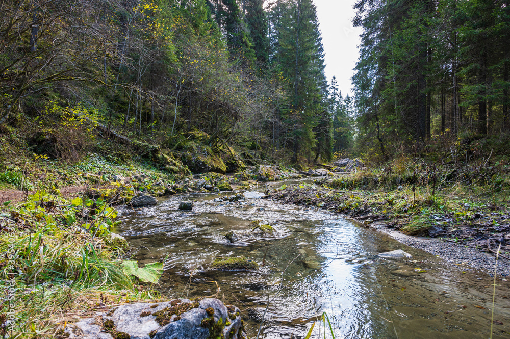 river in the forest