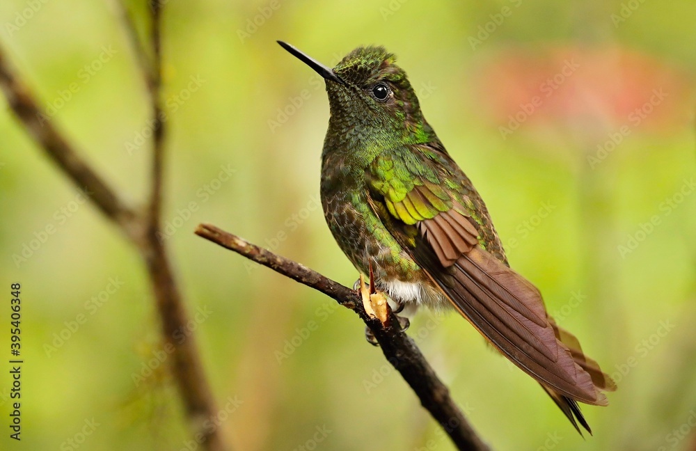 Buff-tailed coronet (Boissonneaua flavescens) Ecuador