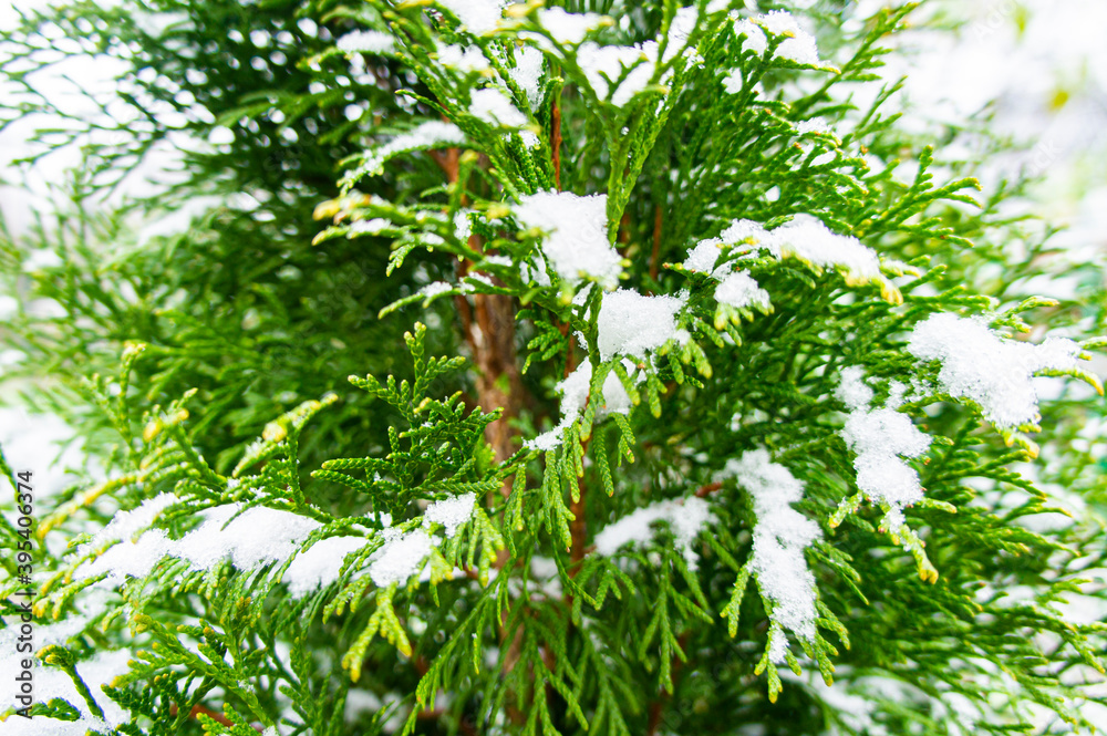 Naklejka premium Green bright juicy needles of a Christmas tree under white snow and frost in winter