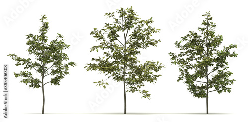 Quercus Shumardii Tree