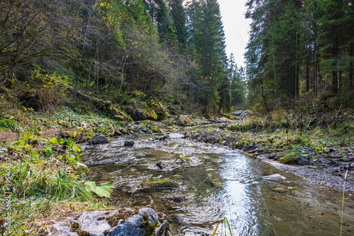 Obraz na płótnie river in the forest w salonie