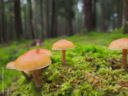 Group of wild orange and small mushrroms known as sheathed woodtuft growing on top of a tree stump photo