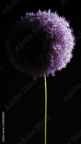 Flowering garden plant with flowers in shape of a globe. Giant onion, scientific name Allium giganteum  photo