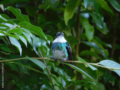 Colibrí picaflor sobre una rama
