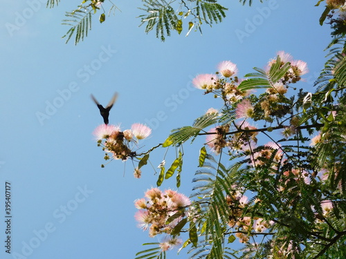 Colibrí sobre las flores de un árbol