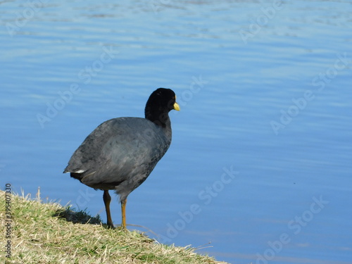 Pájaro mirando el agua