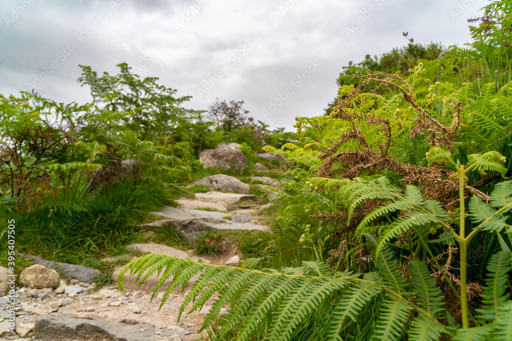 Mossy path in Ireland.  full of rocks, dark, moody lights and colors, selective focus.