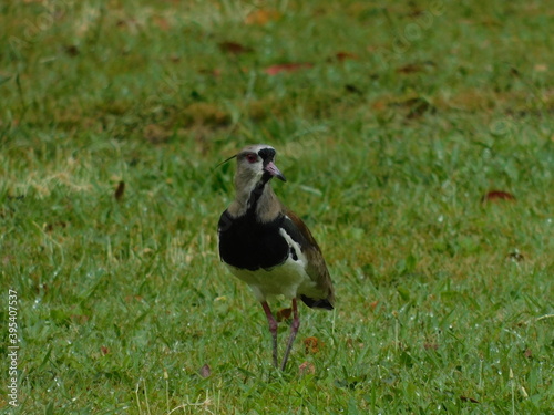 Tero