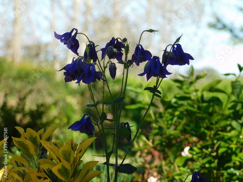 Flores violetas