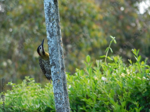 Pájaro carpintero