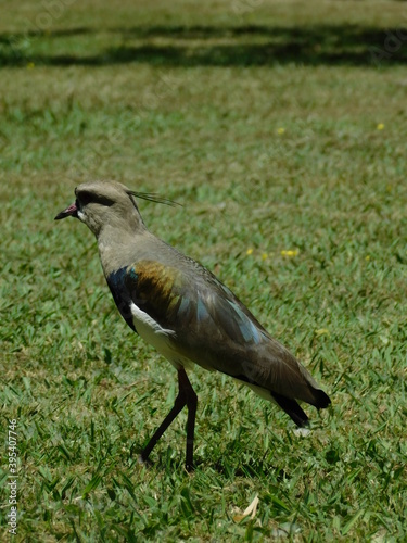 Tero en un parque