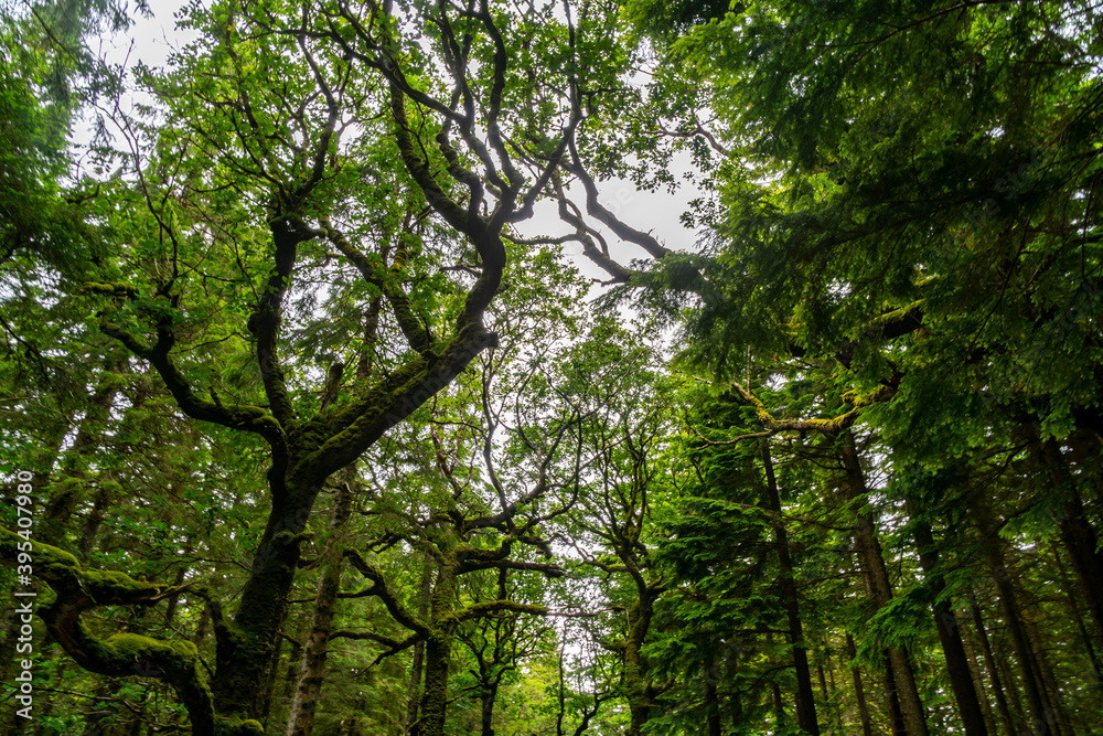 Mossy wood in Ireland. Forest full of rocks, dark, moody lights and colors, hanging branches.. Selective focus. Mossy wood in Ireland. Forest full of rocks, dark, moody lights and colors, hanging branches.. Selective focus.