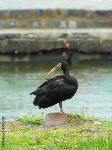 Pájaro negro en un dique