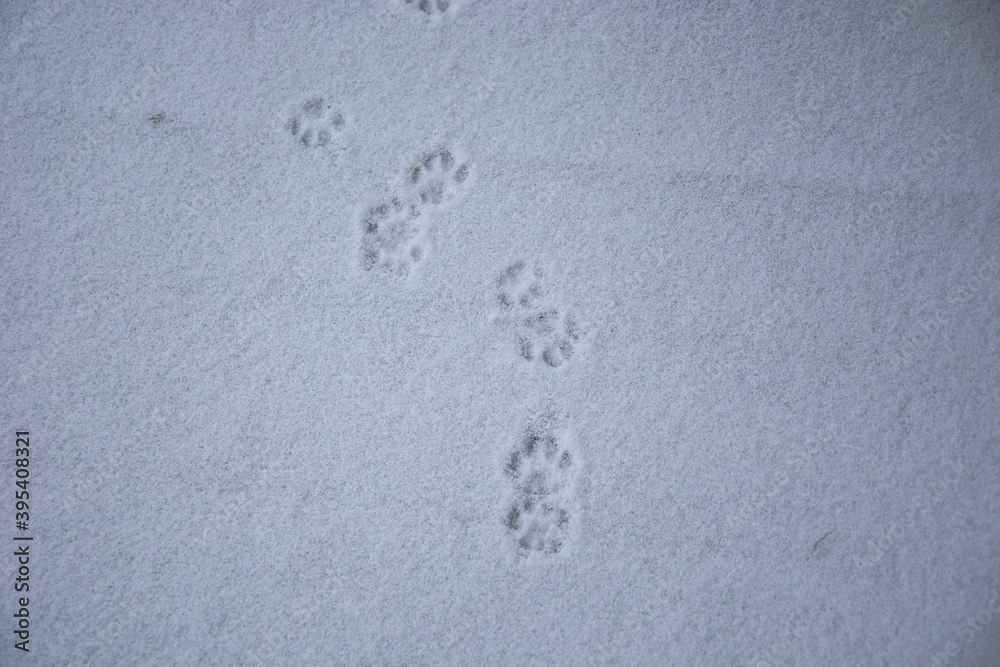Cat tracks on the first snow. White snow as a background image. Snow grains on the wooden floor. Cat tracks on the first snow. White snow as a background image. Snow grains on the wooden floor.