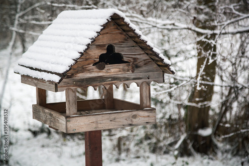 Bird box under the snow in winter. Bird feeder. © Andrey Frolov