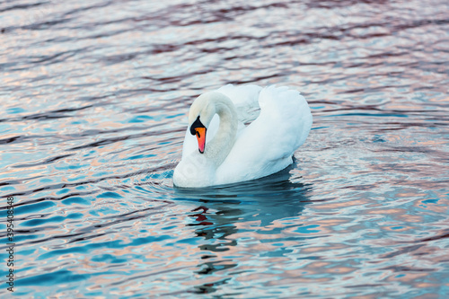 Fototapeta Naklejka Na Ścianę i Meble -  White swan in profile on the dark lake water. Beautiful reflections and glare of sunlight on the water. Waterfowl close up. Animals in the wild. A symbol of purity, love and elegance
