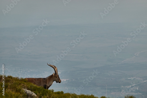 A herd of mountain goats and mouflon in the Loma de Bailanderos in the Sierra de Guadarrama National Park. Madrid s community. Spain