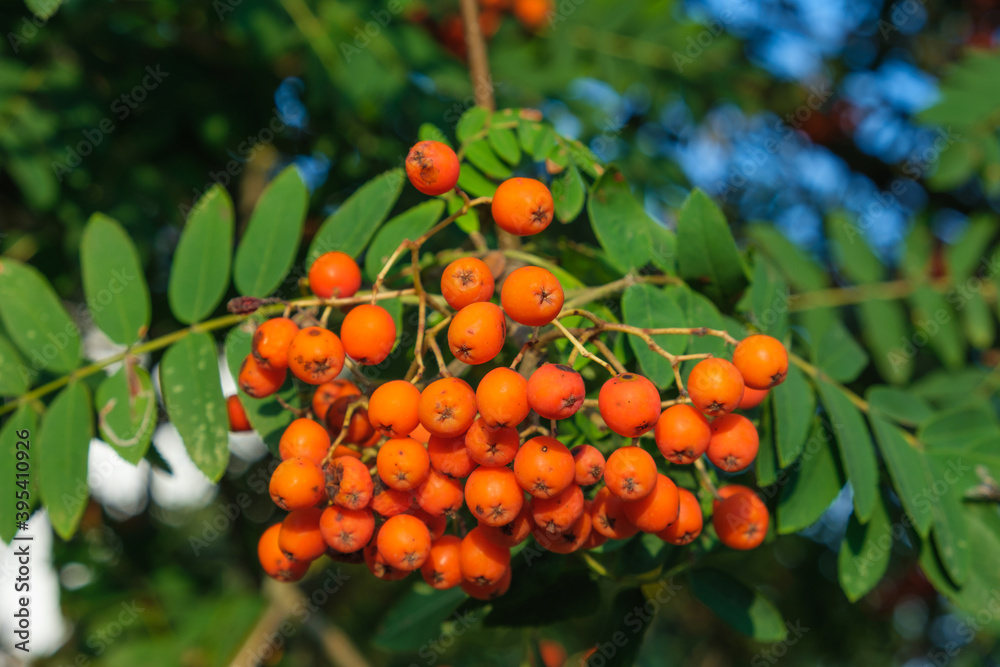 Nahaufnahme von orangen Vogelbeeren an einer Eberesche (lat.: Sorbus aucuparia)