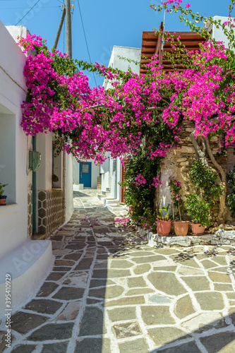 Fototapeta Naklejka Na Ścianę i Meble -  Traditional alley with whitewashed houses and a full blooming bougainvillea in Prodromos Paros island