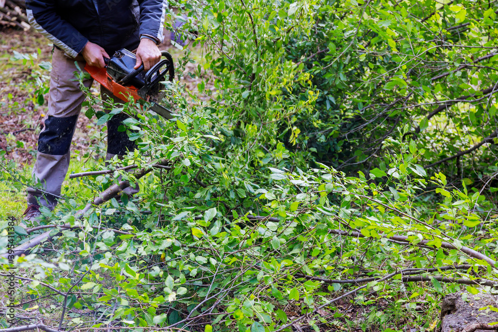 Naklejka premium Chainsaw cutting into tree of sawdust and chippings an uprooted broken tree, torn by the wind during a violent storm
