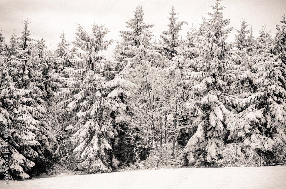 Obraz premium winter time in the forest