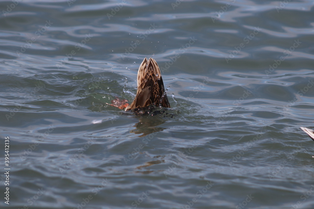 Obraz premium sea lion in the water