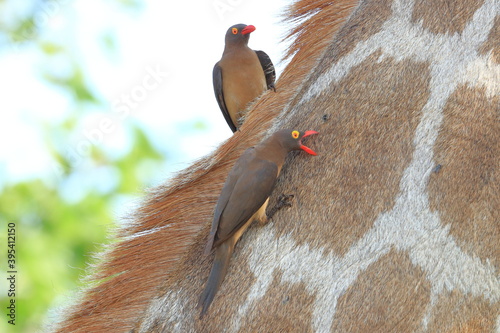 Red-billed oxpecker (Buphagus erythrorhynchus) South Africa, JAR, Kruger National Park