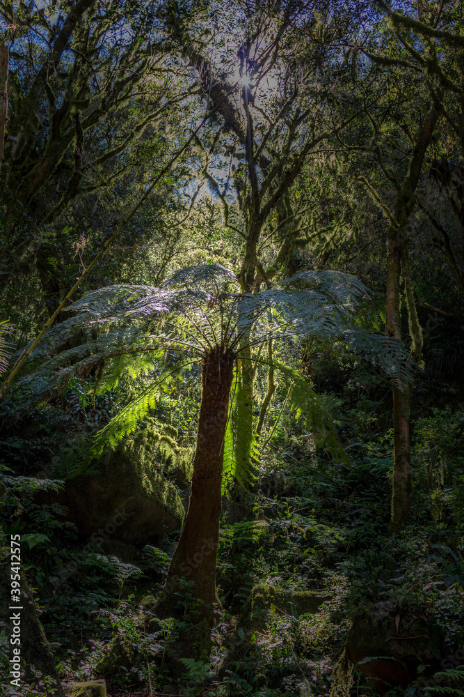 Fototapeta premium Green tree surrounded by the brazilian forest