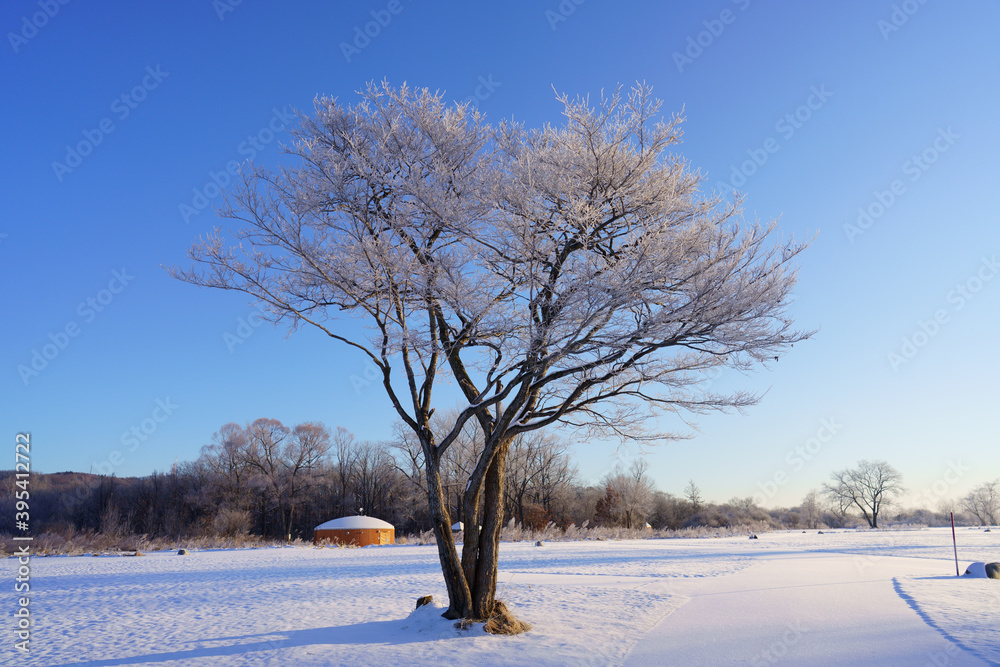 Fototapeta premium 霧氷と青空