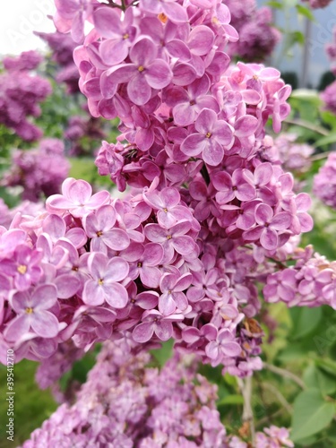 Pink bloomerang lilac VDNKh, Moscow