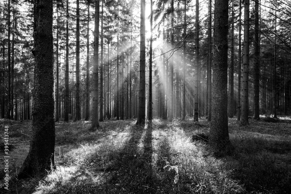 Naklejka premium Sun beams in autumn forest