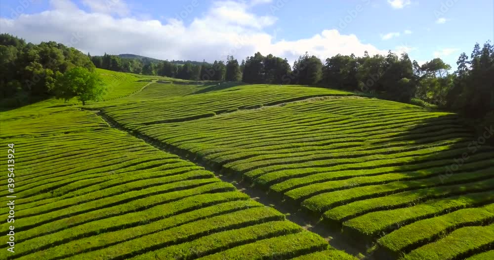 Dive down from high aerial of Tea Plantation to a close up over. São Miguel Island, Azores, Portugal Dive down from high aerial of Tea Plantation to a close up over. São Miguel Island, Azores, Portugal