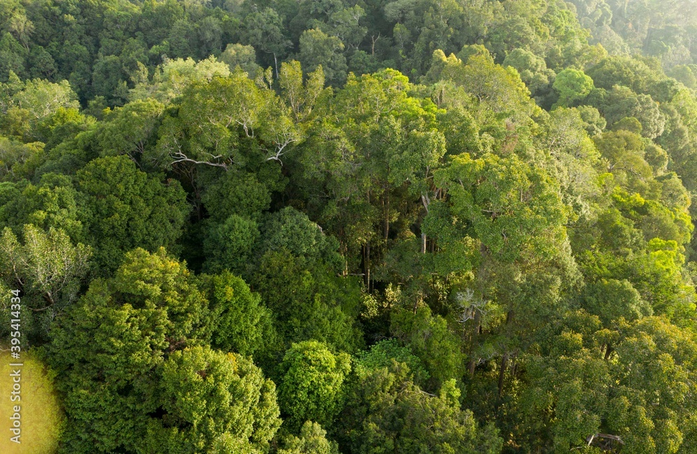 Beautiful View Of Tropical Rainforest Borneo 