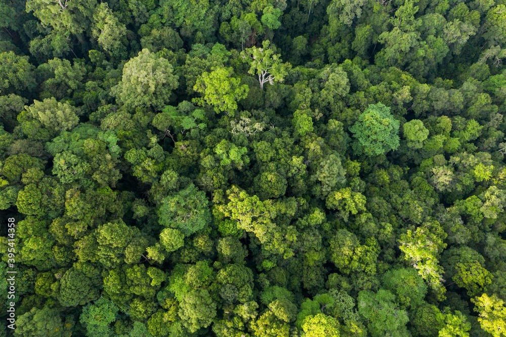 A View Of Borneo Tropical Rainforest