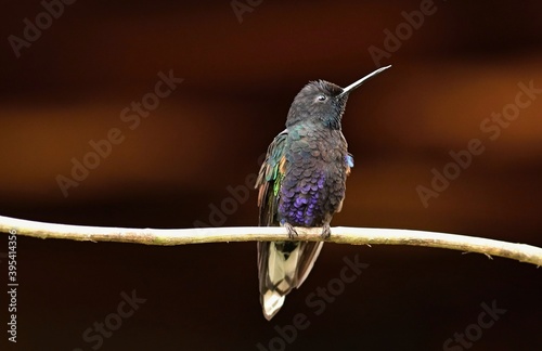 Velvet-purple Coronet (Boissonneaua jardini) Ecuador