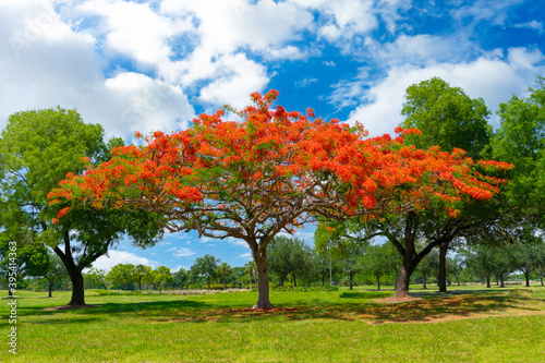 Royal Poinciana Tree photo
