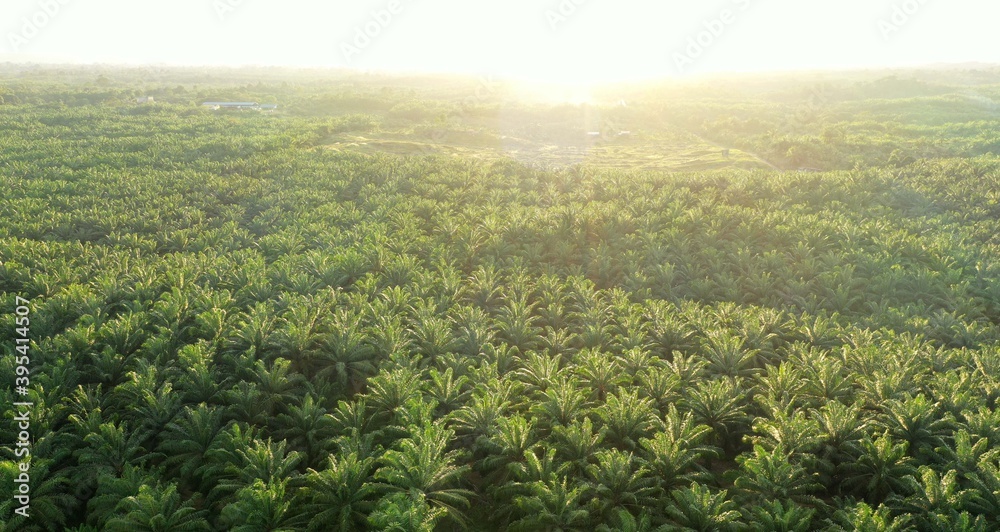 an aerial view of green oil palm plantations