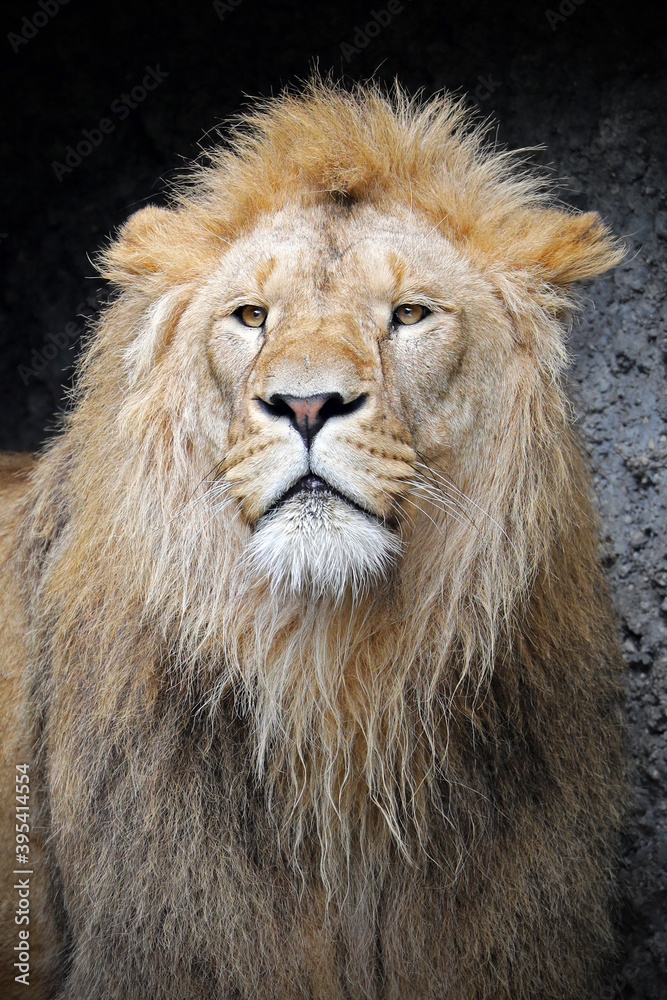 Young male lion (Panthera Leo)