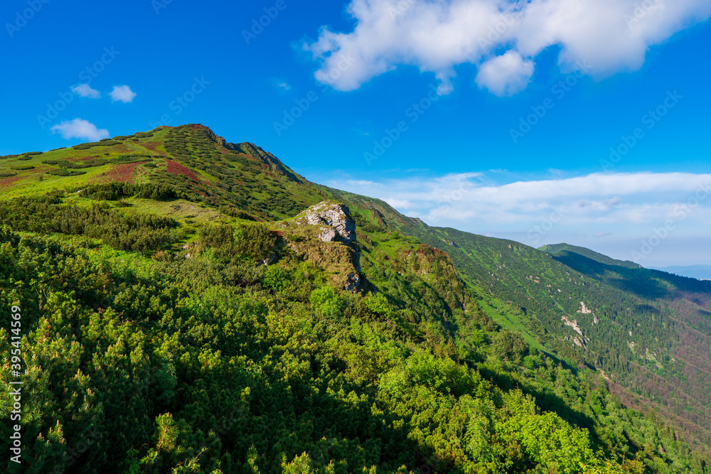 Obraz premium Green mountain covered with forest on the blue sky background. Mala Fatra slovakia