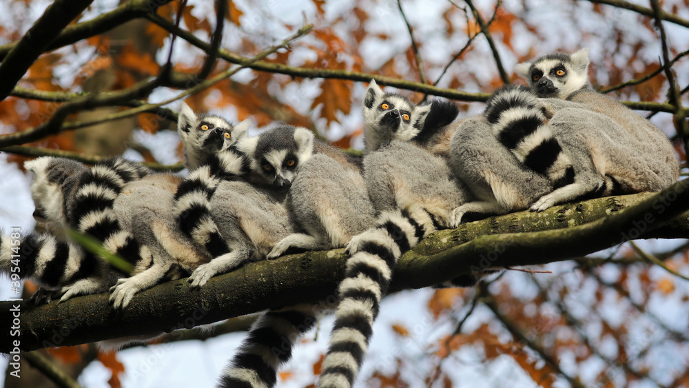 Fototapeta premium Ring Tailed Lemurs on tree