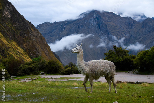 Llama high up in the mountains near one of the campsites on the classic Inca trail to Machu Picchu in Peru
